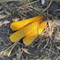 Corn F2F1C-980 Treated