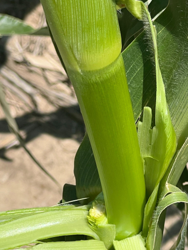 Assessing Hail Damage in Corn (6)