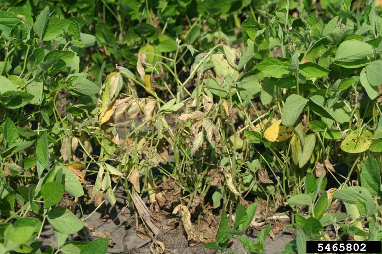phytophthora-root-stem-rot-soybean2