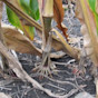 Corn F2F1C-980 Treated