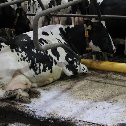 MS DryCare Dairy