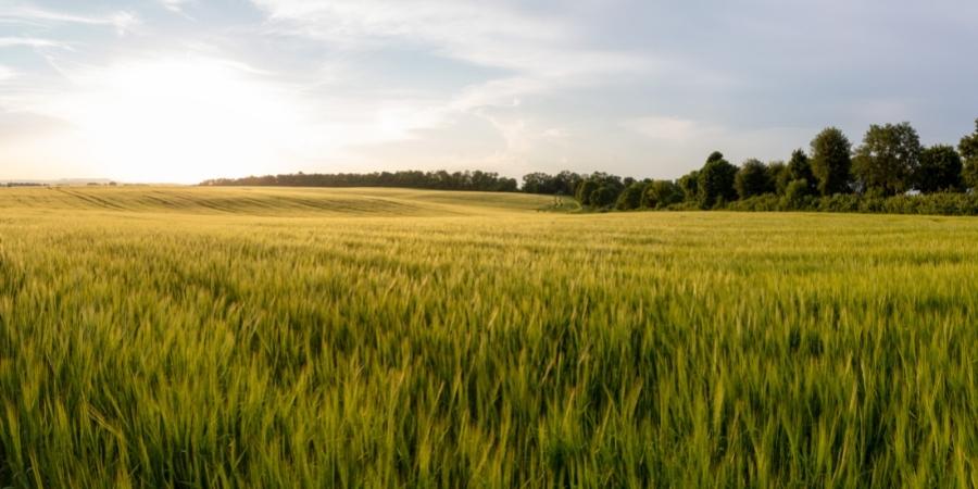 Fungicides | FBN