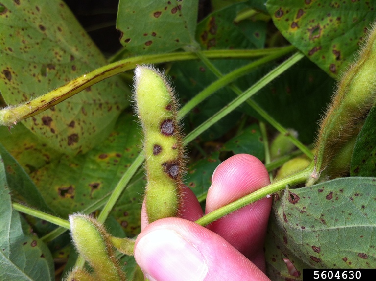 How to Manage Frogeye Leaf Spot in Soybeans close up