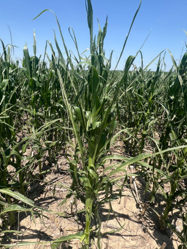 Assessing Hail Damage in Corn (2)