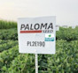Soybean PL2E190 Treated