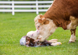 Hereford cow cleaning her newborn calf