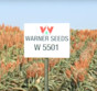 Sorghum W 5501 S+I Treated