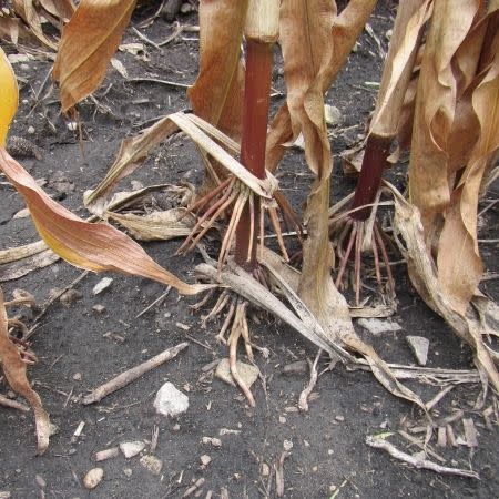 Corn F2F1C-890 Treated
