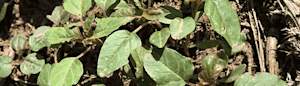 Hero Image: It’s Time to Scout for weeds: Pigweed, Waterhemp, Kochia and Others