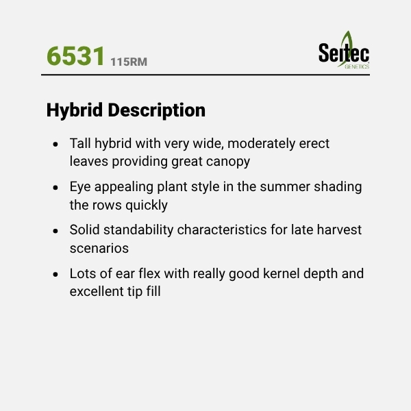 6531 - HD