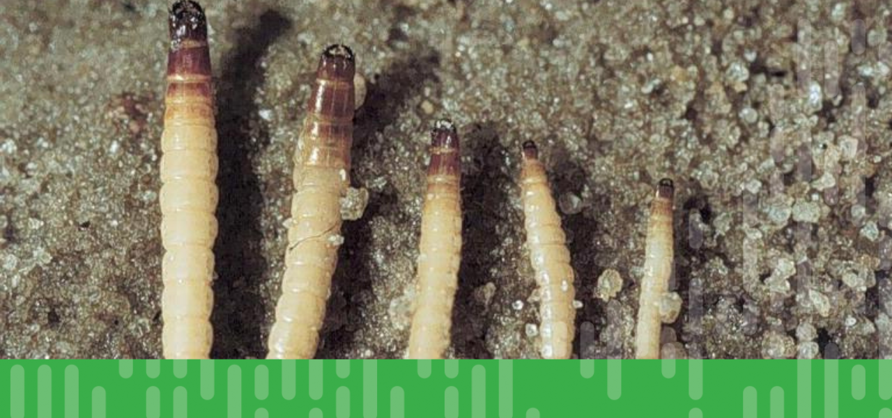 How to Manage Wireworms in Wheat