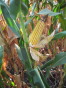 Corn F2F1C-131 Untreated