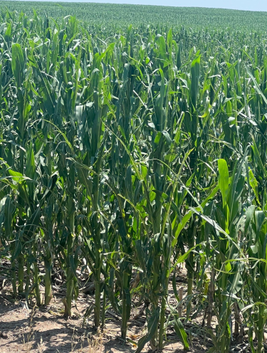 Assessing Hail Damage in Corn