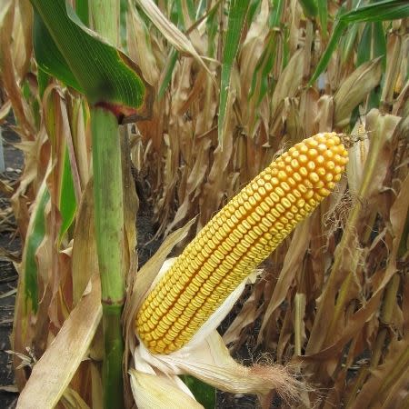 Corn F2F1C-980 Treated