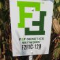 Corn F2F1C-120 Utreated
