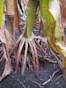 Corn F2F1C-111 Treated