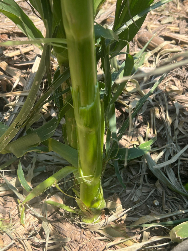 Assessing Hail Damage in Corn (8)