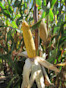 Corn F2F1G-011 Treated