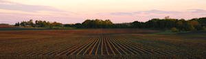 Hero Image: Three Insects That Can Destroy Young Corn Plants