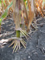 Corn F2F1C-151 Treated