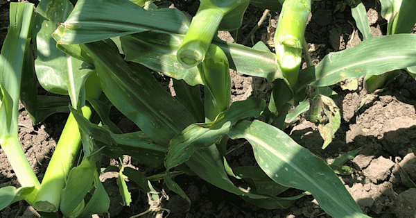 3 Causes of Green Snap in Corn | FBN