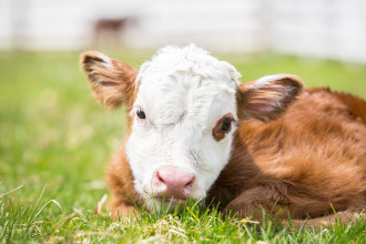 Learn four best practices to assist cows during calving including supplies and equipment, when to help mama cow, when to call a vet and postpartum care. 