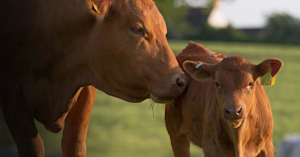 Hero Image: 5 Tips for Artificial Insemination Success