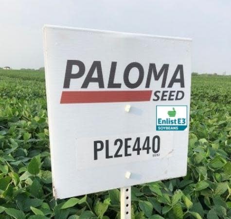 Soybean PL2E440 Untreated