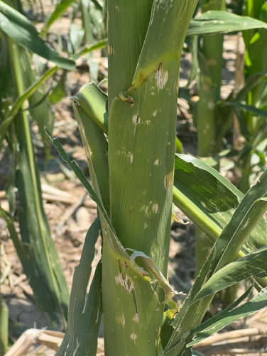 Assessing Hail Damage in Corn (4)