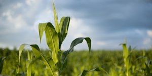 Hero Image: 2021: U.S. Acreage Report