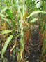 Corn F2F1C-111 Treated