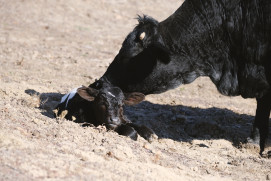 Blog post Image - Preconditioning: The Three Pronged Prep for Feedlot Performance