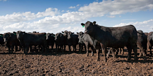 Hero Image: Minimize Stress for Calves Arriving at the Feedyard