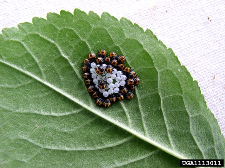 BMSB - Stink Bug - Eggs