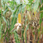 Corn F2F1C-890 Treated