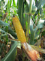 Corn F2F1C-151 Treated