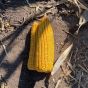 Corn F2F1C-890 Untreated