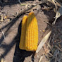 Corn F2F1C-890 Treated