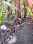 Corn F2F1G-011 Treated