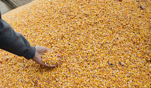 Hero Image: Ask These 5 Questions Before Buying Seed This Year