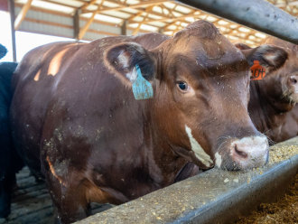 Photo of brown cow