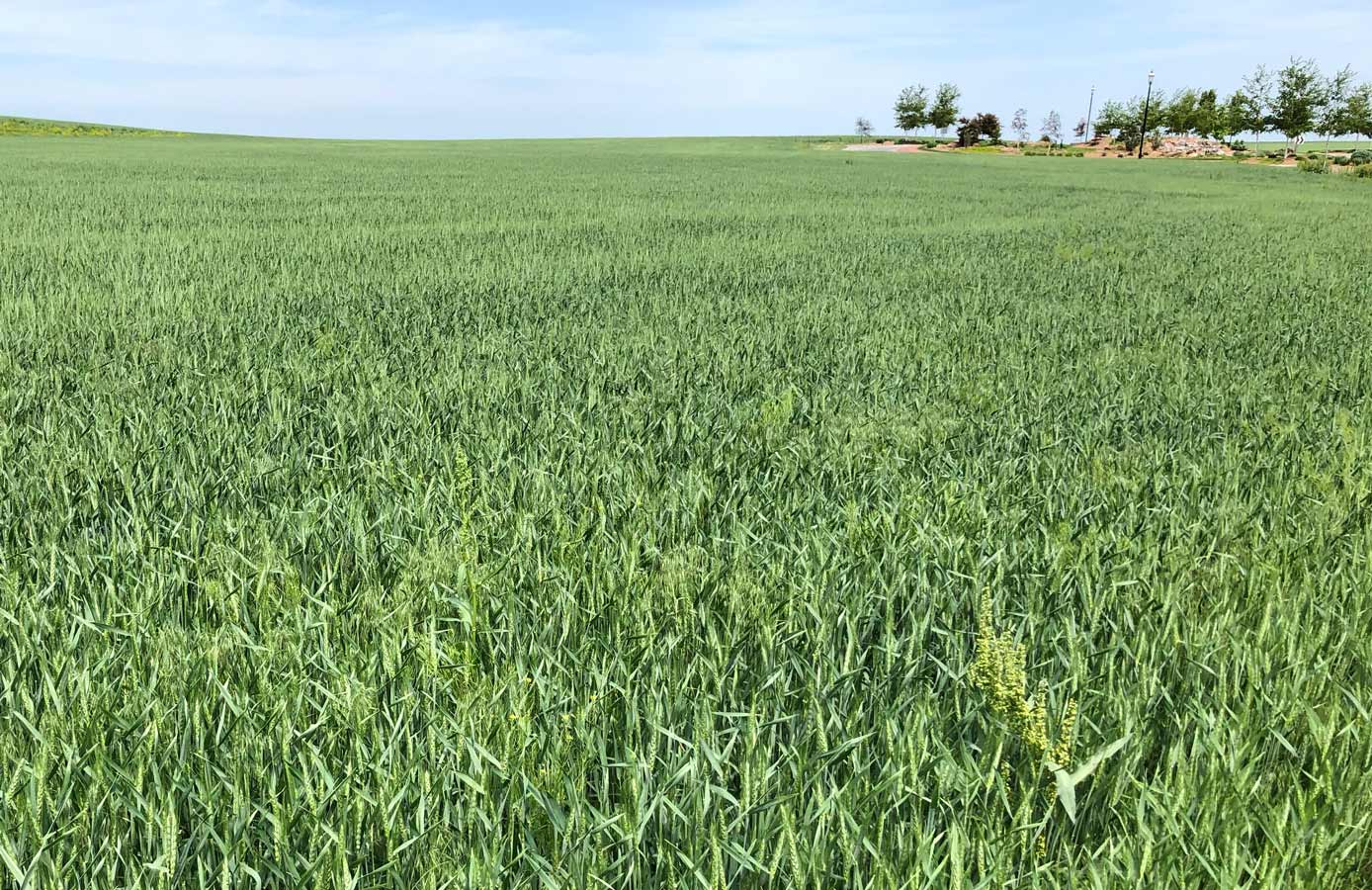 Using a Fungicide to Protect Your Wheat Crop