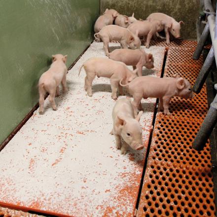 MS Dry Care Pigs