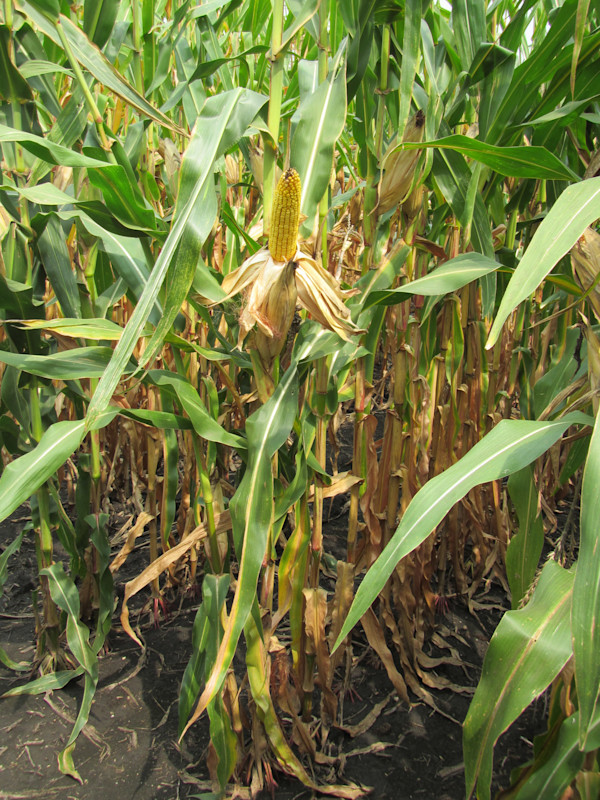 Corn F2F1C-111 Treated