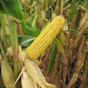 Corn F2F1G-060 Treated