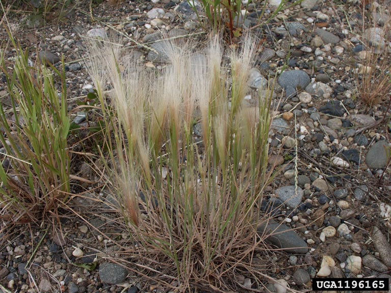 foxtail barley