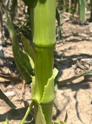 Assessing Hail Damage in Corn (7)