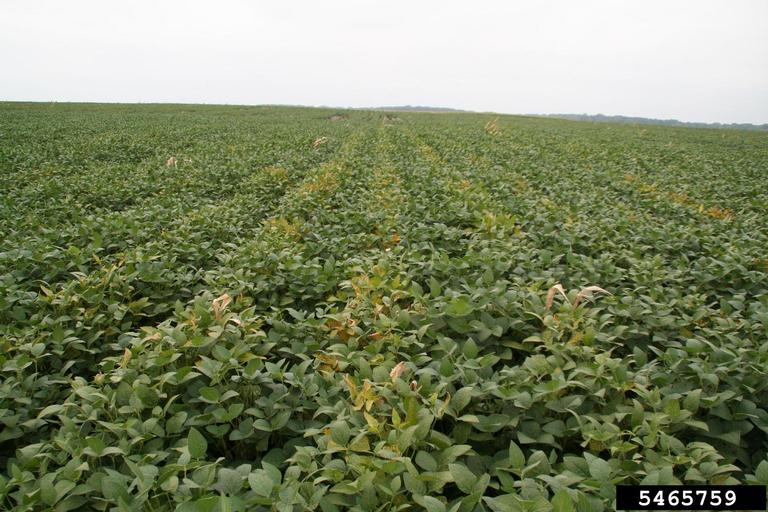 sudden-death-syndrome-soybeans-2