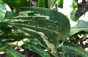 Hero Image: Mid-Season Insect Watch: Corn Rootworm Beetle
