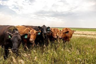 Cattle In a Field
